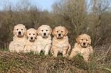 GOLDEN RETRIEVER 002